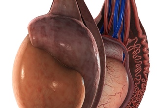 Фото: Анатомия и физиология яичек