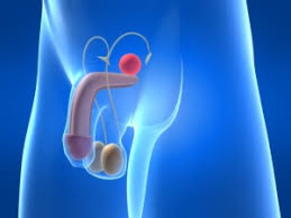 Фото: Эпидидимит